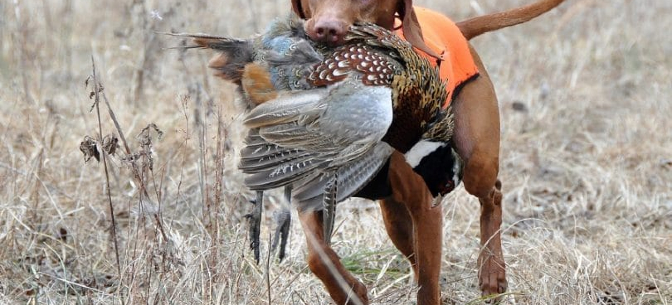 bestpheasanthuntingdog810x540 Crooked Foot Hunt Club